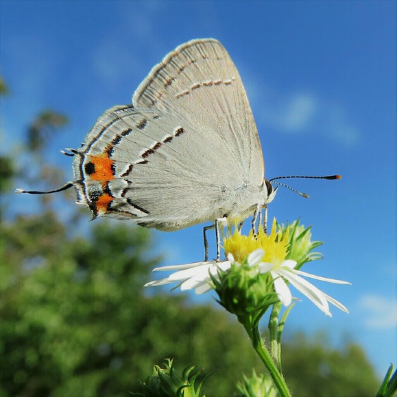 Meet Kat - Picture 3 of 8